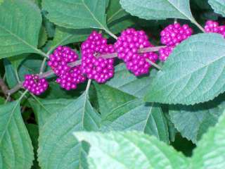 Callicarpa americana is a multiple stemmed shrub with the most unusual 