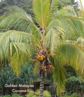 LIVE SEED Malaysian Dwarf Golden COCONUT PALM Tree SEED  