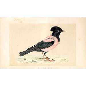  Rose Coloured Pastor British Birds 1St Ed Morris 1851 