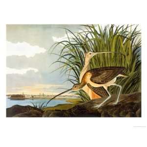   Giclee Poster Print by John James Audubon, 24x32