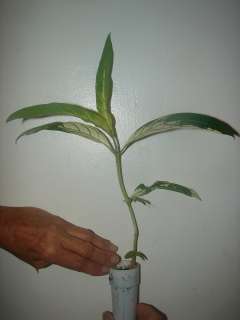 Variegated NONI LIVE RARE FRUIT Tree Morinda Seedling  