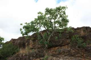 Ficus abutifolia   Large Leaf Rock Fig   10 Fresh Seeds  