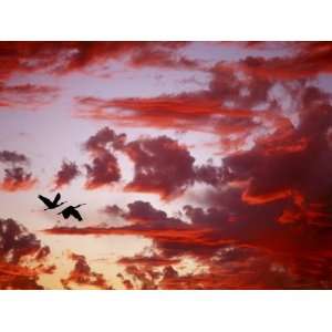  Silhouette of Roseate Spoonbills in Flight at Sunset 