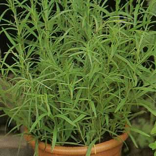 Spicy TARRAGON HERB Artemisia redowski 50 Garden Seeds  