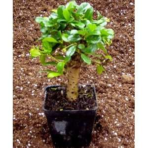  Fukien Tea Tree Thick Trunk  Carmona Bonsai/Houseplant 
