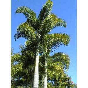  Palm Foxtail Palm Live Plant wodyetia bifurcata One Gallon 