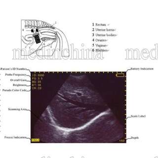   ultrasound Scanner solution for Small and large animal pregnancy 2012