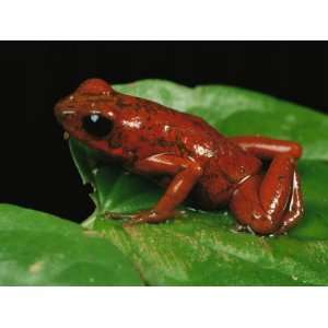  Close View of a Strawberry Poison Dart Frog Photographic 