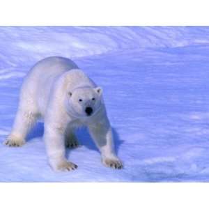  Polar Bear (Thalarctos Maritimus) Standing on Ice on Baffin 