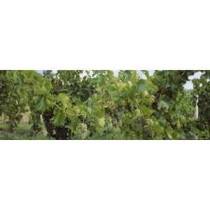  Bunch of Grapes in a Vineyard, Finger Lakes, New York 
