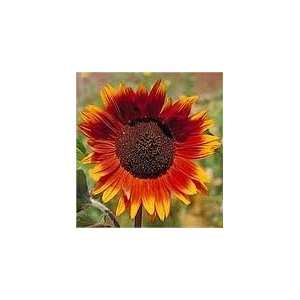   Autumn Beauty Sunflower Seed, Sold by the Pound Patio, Lawn & Garden