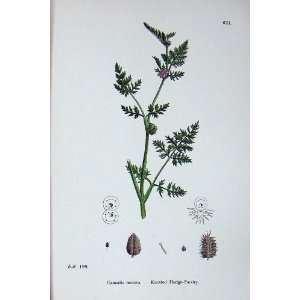  Botany Plants C1902 Knotted Hedge Parsley Caucalis