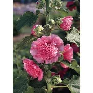  Chaters Double Pink Hollyhock   8 Plants   Alcea Patio 