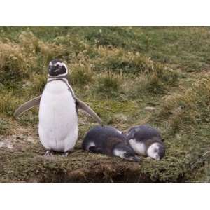 Magellanic Penguin Colony, Seno Otway, Patagonia, Chile, South America 