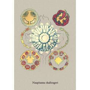  Jellyfish Nauphanta Challengeri #1 24X36 Giclee Paper 