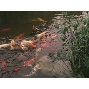 Koi Fish Feed at the Morikami Museum and Japanese Gardens National 