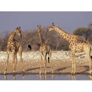 Three Giraffe, Giraffa Camelopardalis, at Waterhole, Etosha National 