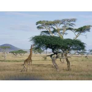  Giraffe, Serengeti National Park, Tanzania, East Africa 