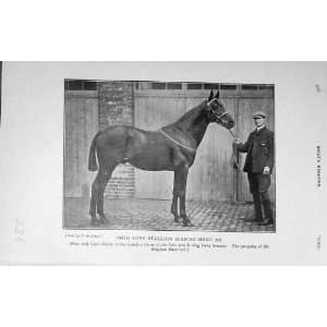   Antique Photograph Polo Pony Stallion Spanish Hero