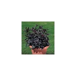  Ornamental Pepper Black Pearl Seeds Patio, Lawn & Garden
