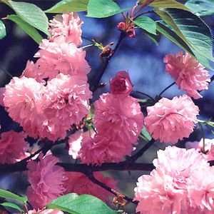  CHERRY FLOWERING KWANSAN / 5 gallon Potted Patio, Lawn 