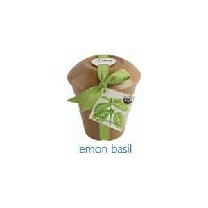  Potting Shed Creations   Ricehull Organic Lemon Basil, 1 