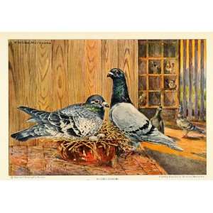  1926 Print Fauna Wildlife Pigeons Racing Homer Eggs Nest 