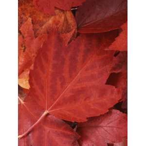  Red Maple leaves, Finch Arboretum, Washington, USA 