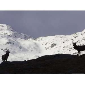 Red Deer, Two Stags Silhouetted on Mountain, Scotland Photographic 
