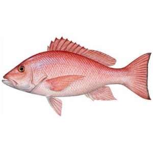  Fish Stix   Red Snapper Decal