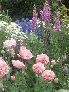 Somniferum Poppy Rare Peony Fringe Fancy Mix Seeds  