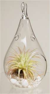 Plant Terrarium Glass Vase (48 pcs)     