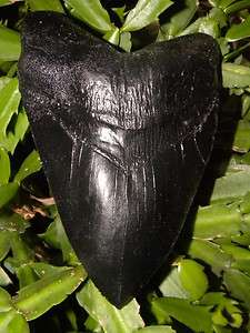 MONSTER MEGALODON TOOTH TEETH FOSSIL JAW REPLICA 6  