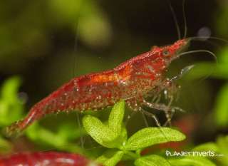 Red Cherry Shrimp Female with yellow saddle