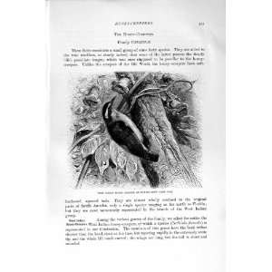   NATURAL HISTORY 1894 95 WEST INDIAN HONEY CREEPER BIRD