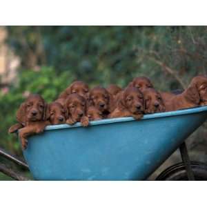 Domestic Dogs, a Wheelbarrow Full of Irish / Red Setter 